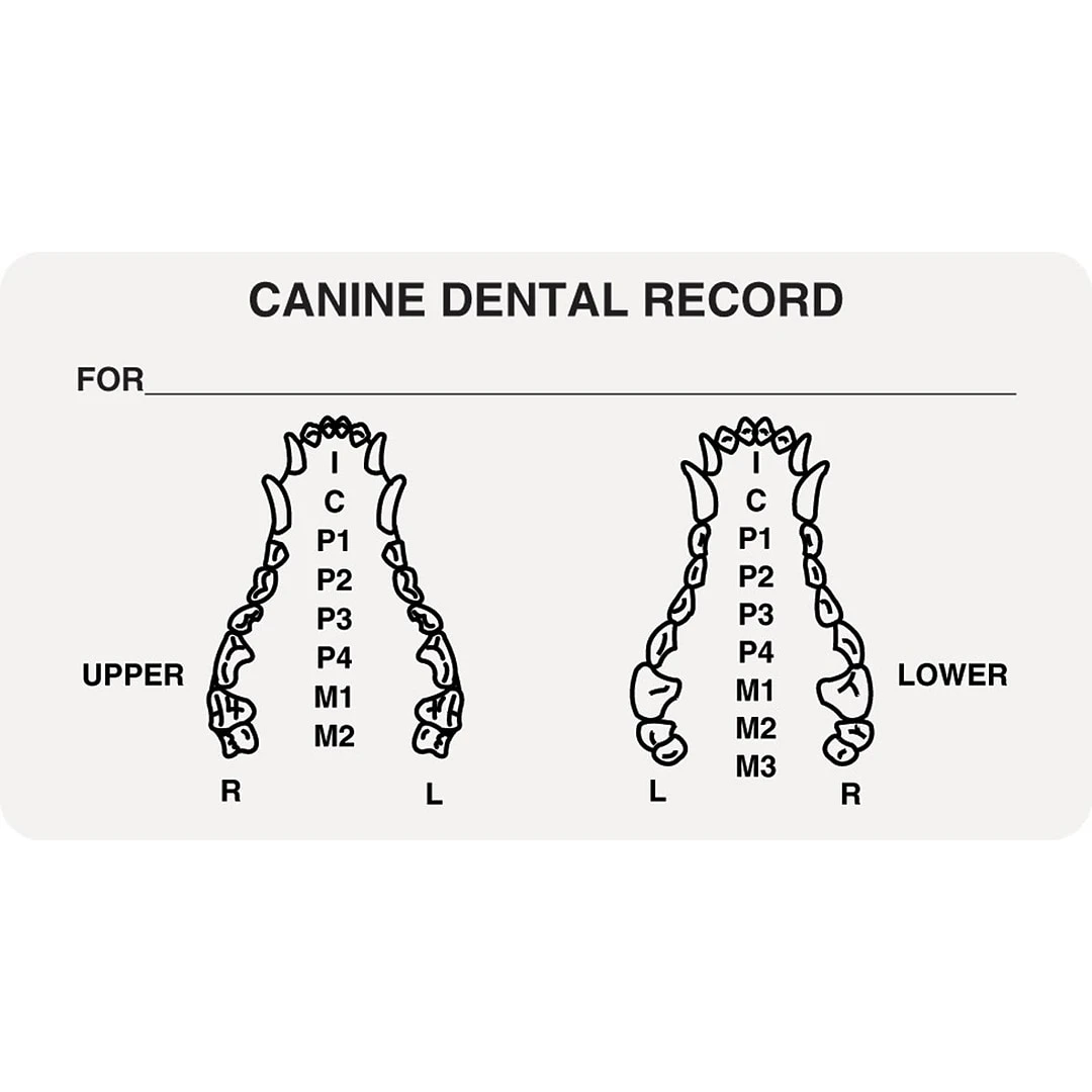 Medical Arts Press® Veterinary Examination Medical Labels, Canine Dental Record, White, 1-3/4x3-1/4", 500 Labels 3 Medical Arts Press® Veterinary Examination Medical Labels, Canine Dental Record, White, 1-3/4x3-1/4", 500 Labels